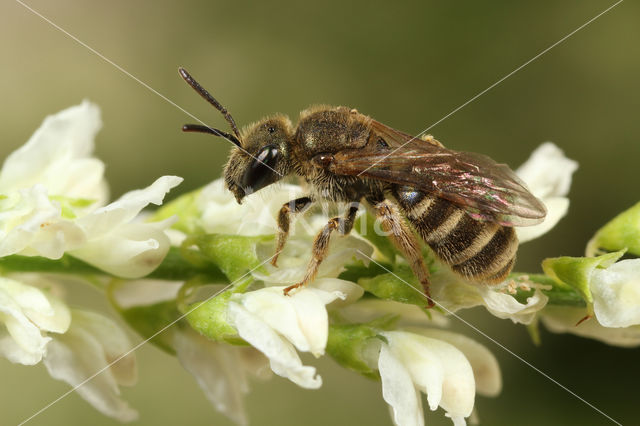 Parkbronsgroefbij (Halictus tumulorum)