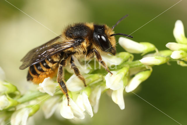 Tuinbladsnijder (Megachile centuncularis)