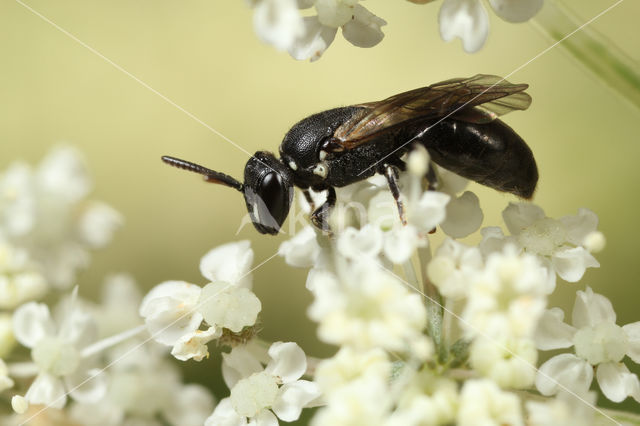 Hylaeus leptocephalus