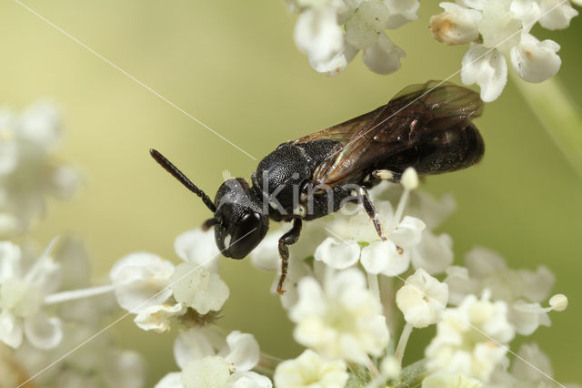 Hylaeus leptocephalus