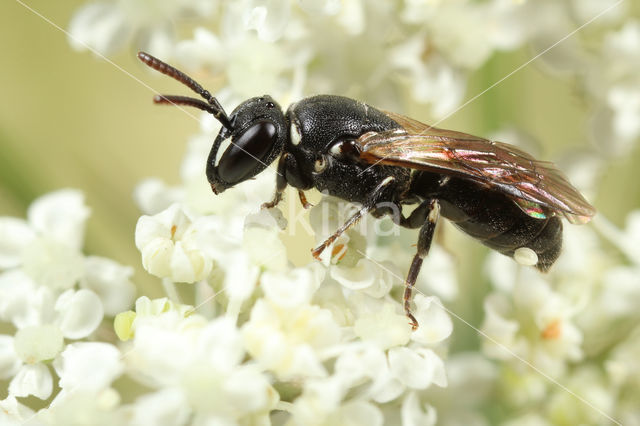 Kleine lookmaskerbij (Hylaeus leptocephalus)