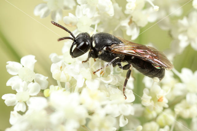 Kleine lookmaskerbij (Hylaeus leptocephalus)