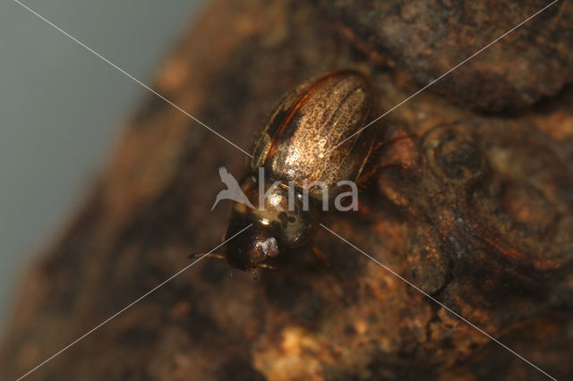 Anacaena bipustulata