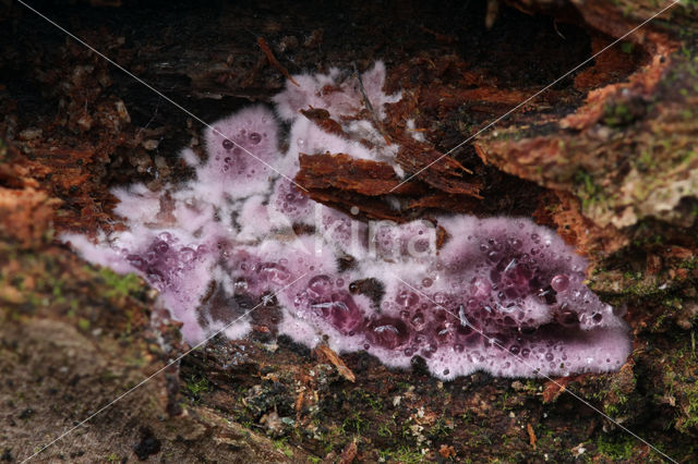 silver-leaf (Chondrostereum purpureum)