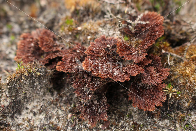 Thelephora terrestris