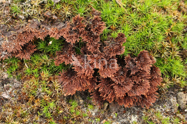 Thelephora terrestris