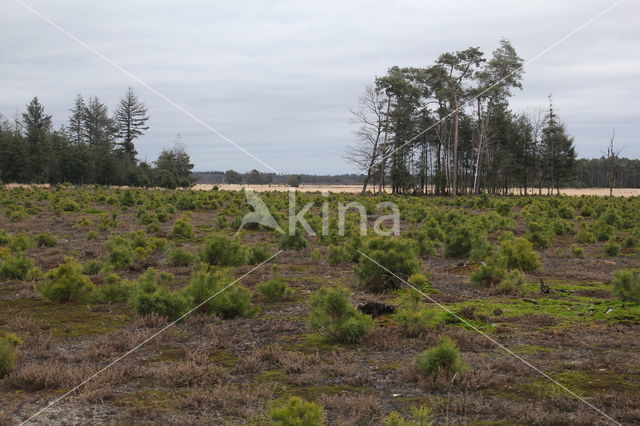 Grove den (Pinus sylvestris)