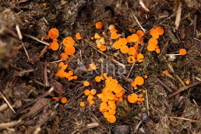 Klein oranje zandschijfje (Byssonectria aggregata)