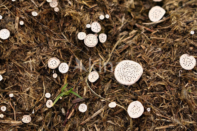 Nail fungus (Poronia punctata)