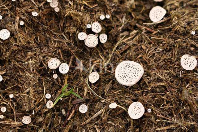 Grote speldeprikzwam (Poronia punctata)