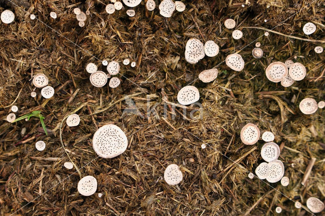 Grote speldeprikzwam (Poronia punctata)