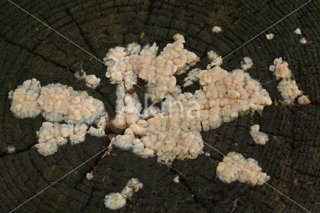 Ziekenhuisboomkorst (Cerocorticium confluens)