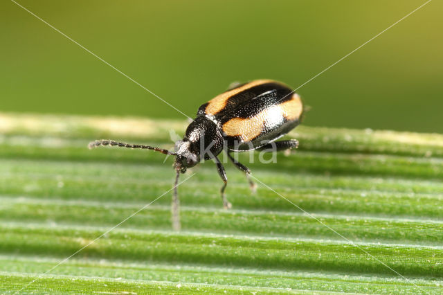striped flea beetle (Phyllotreta striolata)