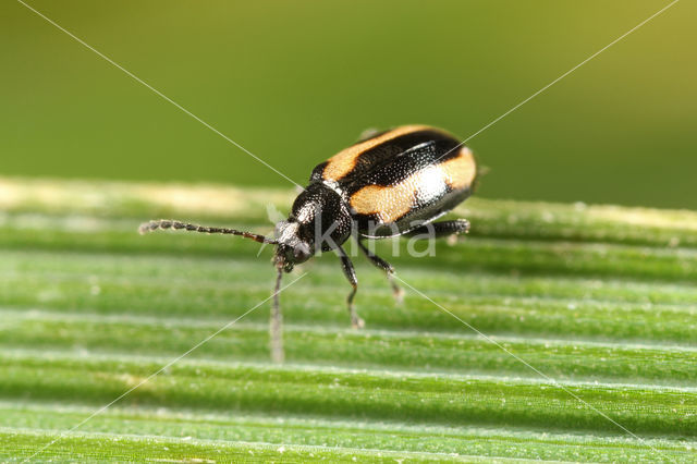 Phyllotreta striolata