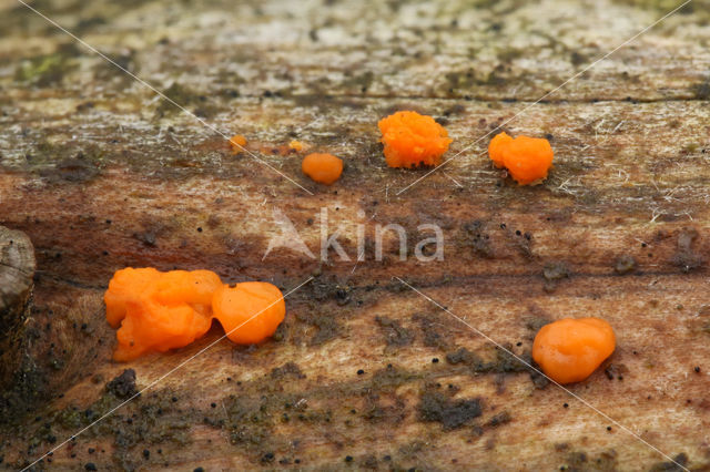 Oranje druppelzwam (Dacrymyces stillatus)