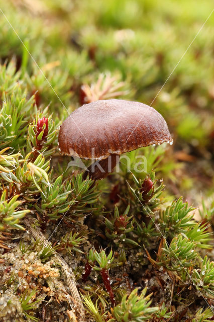 Mountain Brownie (Psilocybe montana)