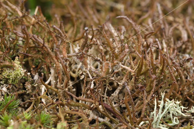 Open heidestaartje (Cladonia crispata)
