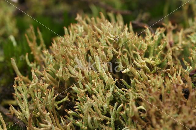 Open heidestaartje (Cladonia crispata)