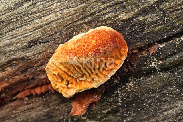 Conifer Mazegill (Gloeophyllum sepiarium)