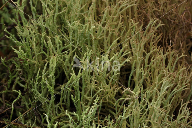 Mealy forked cladonia (Cladonia scabriuscula)
