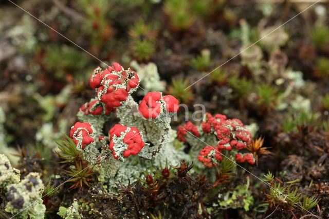 Red pixie cup (Cladonia coccifera)