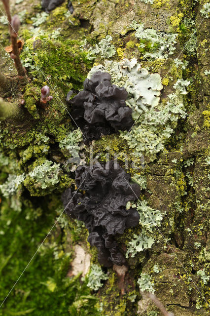 black Witches butter (Exidia plana)