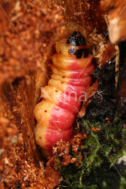 Goat Moth (Cossus cossus)