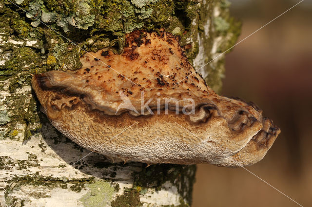 blushing bracket (Daedaleopsis confragosa)