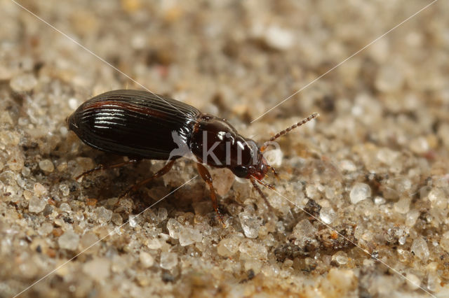 Heiderondbuikje (Bradycellus ruficollis)