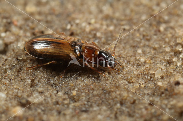 Moerashaaroogje (Trichocellus placidus)