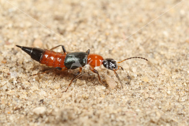 Paederus fuscipes