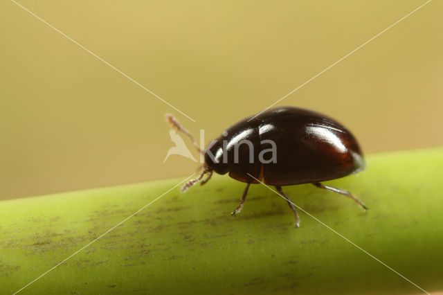 Olibrus pygmaeus