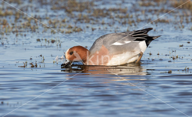 Wigeon (Anas penelope)