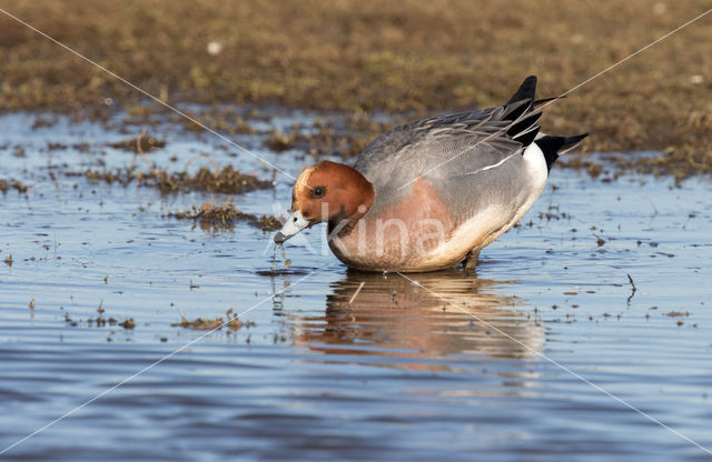 Wigeon (Anas penelope)