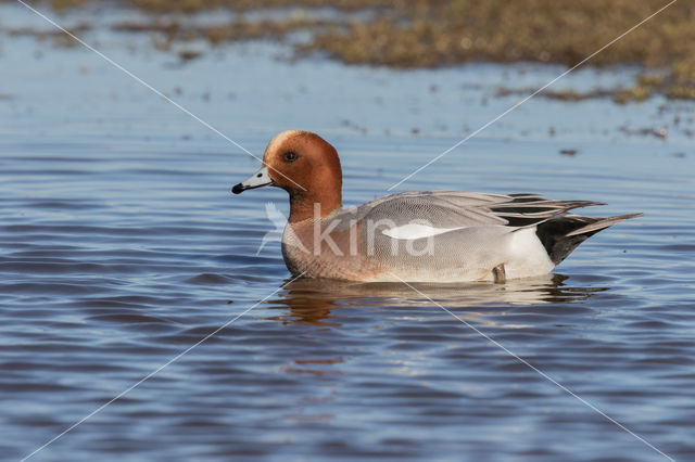 Wigeon (Anas penelope)