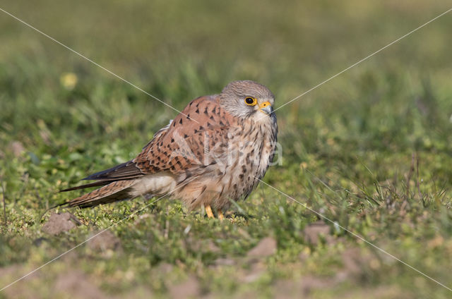 European kestrel (Falco tinnunculus tinnunculus)