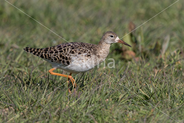 Kemphaan (Philomachus pugnax)