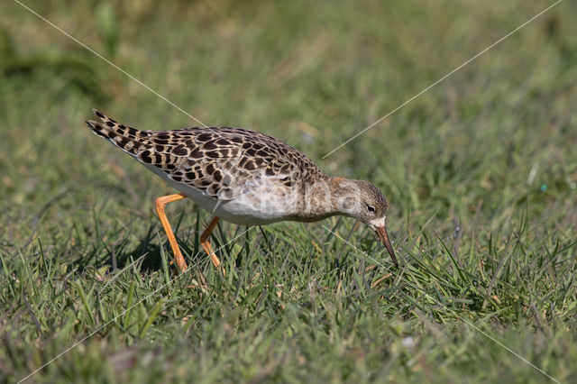 Ruff (Philomachus pugnax)