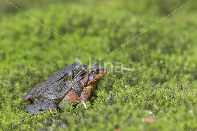 Common Frog (Rana temporaria)