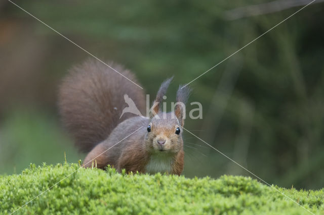 Red Squirrel (Sciurus vulgaris)