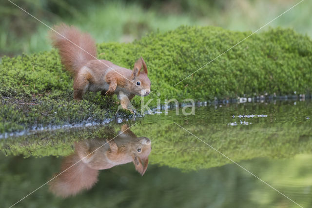 Red Squirrel (Sciurus vulgaris)