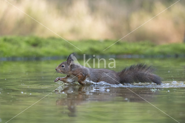 Red Squirrel (Sciurus vulgaris)