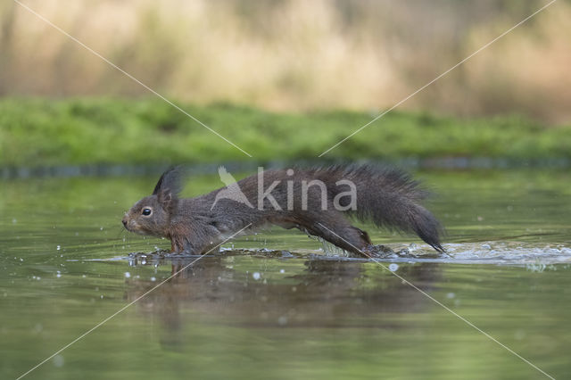 Red Squirrel (Sciurus vulgaris)