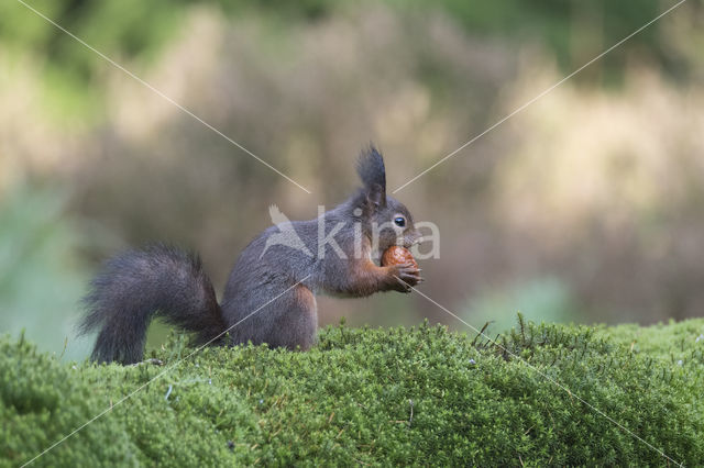 Eekhoorn (Sciurus vulgaris)