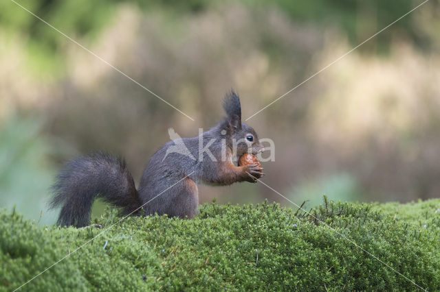 Red Squirrel (Sciurus vulgaris)