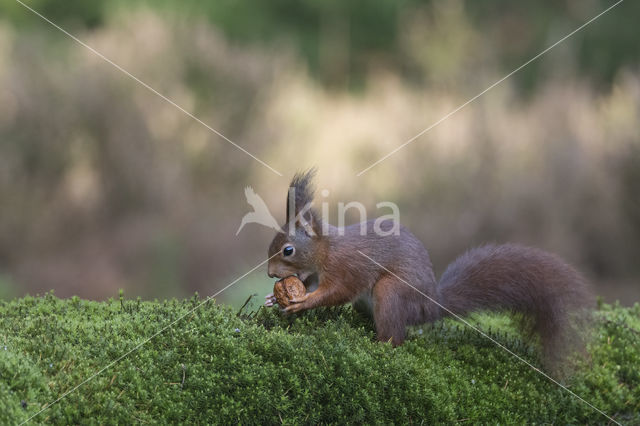 Red Squirrel (Sciurus vulgaris)