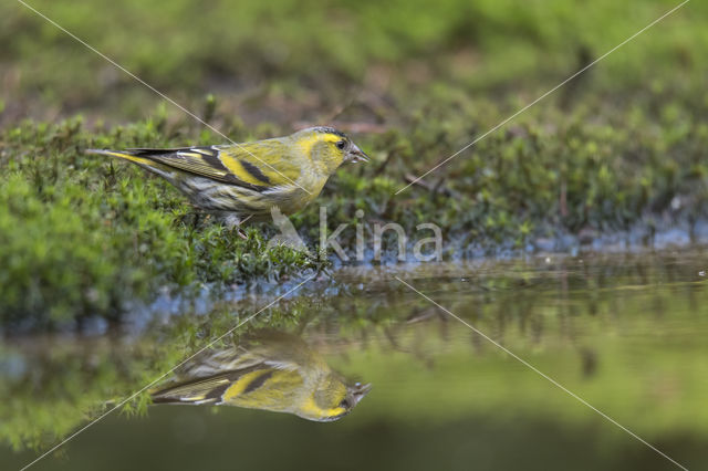 Eurasian Siskin (Carduelis spinus)