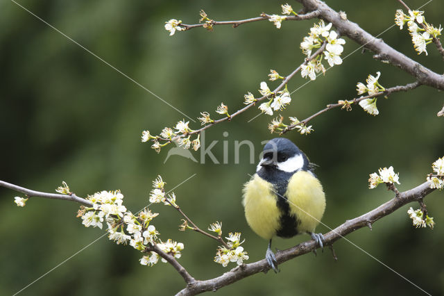 Great Tit (Parus major)