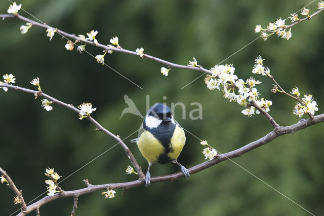 Great Tit (Parus major)