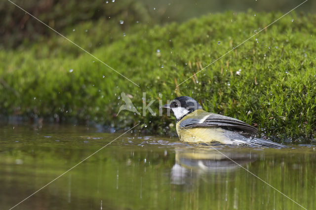 Koolmees (Parus major)